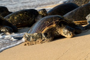 Green Sea Turtles on Hookipa Beach   Maui Hawaii 4383